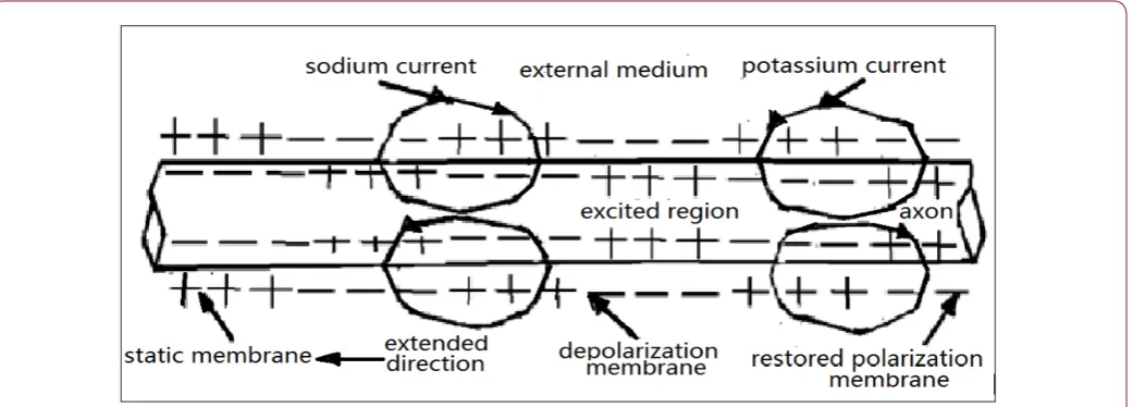 Figure 6: Form of nerve excitement in the nerve system [1-2,10].