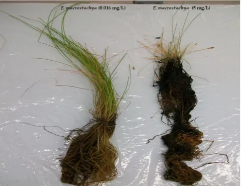 Figure 1. Root and stem size in E. macrostachya, after undergoing As concentrations of 0,016  mg L-1  and 5  mg L-1  for a period of 10 weeks