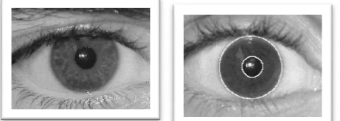 Fig. 2: Iris image and localized iris image