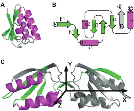 Figure 1 Structures of the Crh protein. figure was realized with pymol 0.98A) The monomer structure determined by solution NMR (PDB entry: 1k1c) contains three α helices (α1: residues 17–28, α2: residues 47–50 and α3: residues 70–83) as well as a β sheet f