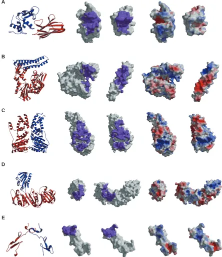 Figure 3 The characters of the native complexes of the heterodimer entries belonging to each cluster