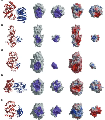 Figure 4 The characters of the native complexes of the enzyme-inhibitor type heterodimers