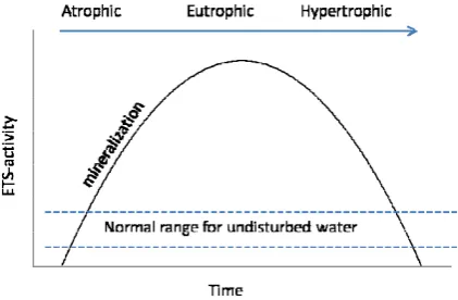 Figure 1. Predicted ETS-activity in function of time after an organic stress occurred in a natural water being in different trophity-stages