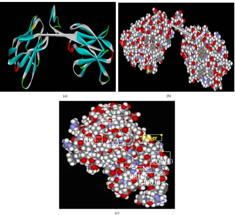 Figure 5. (a) The full scFv protein model built by joining the VH and VL chains together by the peptide linker (Glyfield