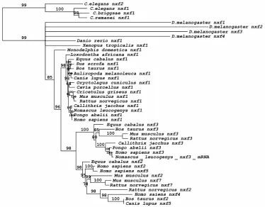 Figure 2. Intron-exon structure of Hs nxf1 and Dm nxf1 genes. Arrow shows cassette intron