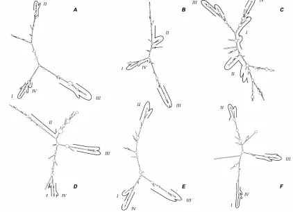 Figure 8. Secondary structures corresponding to the minimum energy state of the cassette intron of the different species of mammals