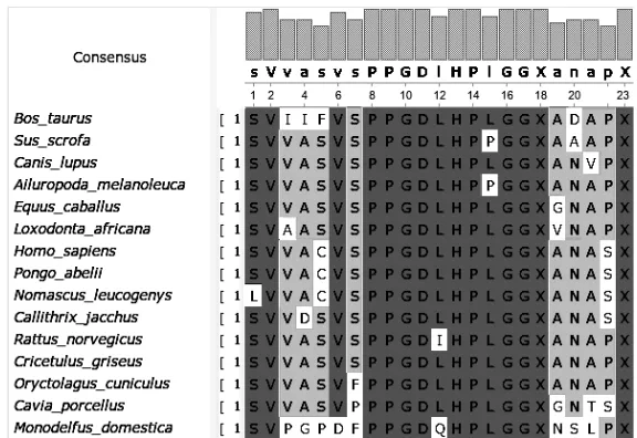 Figure 9. C-terminal end of the short isoform of the NXF1 protein in mam-mals, which is presumably translated from an alternative transcript containing unspliced intron 10 - 11