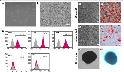 Fig. 1 Characterization of rat ADSCs. a Primary ADSCs. b ADSCs in passage 3 with 90 % confluence