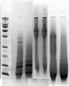 Figure 1. Lanes 1 and 8 represent the broad range standard containing 9 pro-teins with molecular weights at 200.0 K, 116.2 K, 97.4 K, 66.2 K, 45.0 K, 31.0 K, 21.5 K, 14.4 K, and 6.5 K