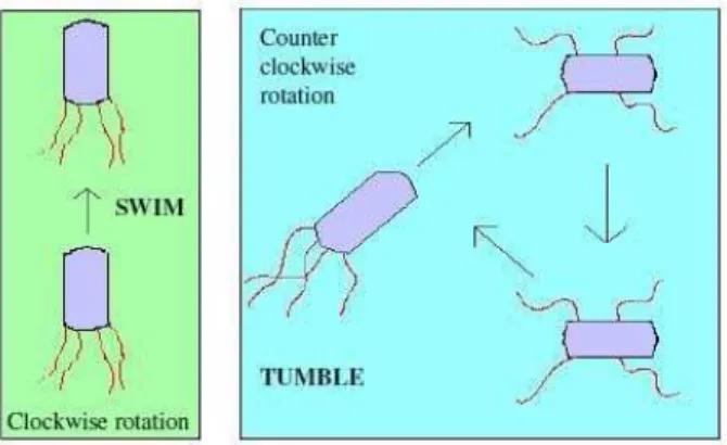 Fig. 2: Swim and tumble of a bacterium.  4.1. Chemotaxis:  