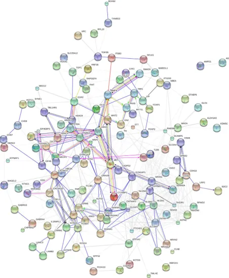 Figure 2. Protein network of the predicted genes from the literature presumed to be associated with autism development