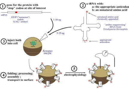 Figure 1.4.  Implementation of nonsense suppression methodology for incorporating unnatural amino acids into membrane proteins in Xenopus laevis oocytes 