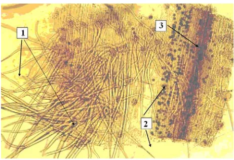 Table 3. Mucilage content 