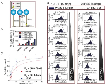 Figure 3.5: Detecting and determining the binding properties of RAG-RSS complex in thepresence of HMGB1