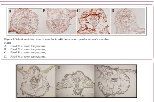Figure 3: Selection of fixed time of samples in ABA immunoenzyme location of cucumber.