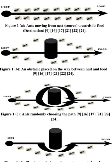 Figure 1 (d): Shortest path chosen by maximum ants based on pheromone deposits [9] [16] [17] [21] [22] [24]