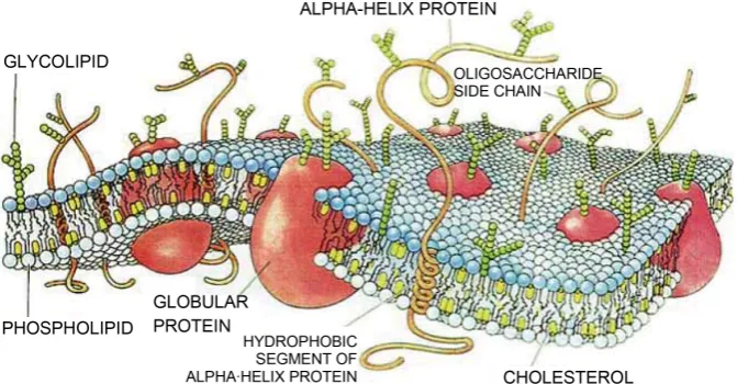 Figure 1. Schematic membrane (with the courtesy of http://www.wikipremed.com/).  