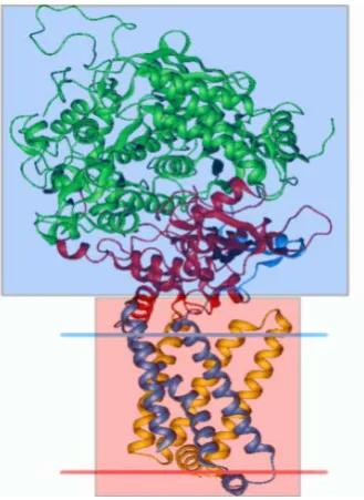 Figure 3): the main body is composed of the transmembrane part and the matrix part   