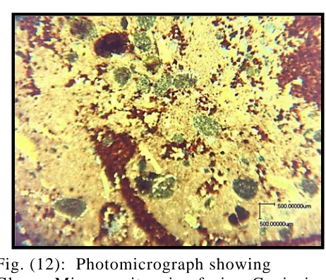 Fig. (10): Photomicrographs shows microfacies Matulla Fm. S.No. 54, X. Nicols, X 500µm