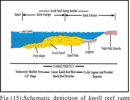 Fig.(15):Schematic depiction of knoll reef ramp model applicable to the studied Upper Cretaceous carbonates