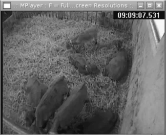 Figure 2. The video window of CowLog with a test picture from  a calf study.