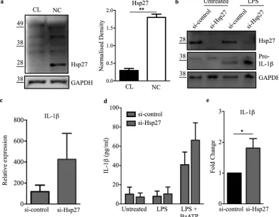 Figure 6. with si-Hsp27, with respect to si-control. Data plotted are mean ANOVA with Tukey’s multiple comparison test (Hsp27 modulates IL-1β production in monocytes