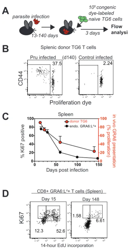 Figure 2A105 congenic 