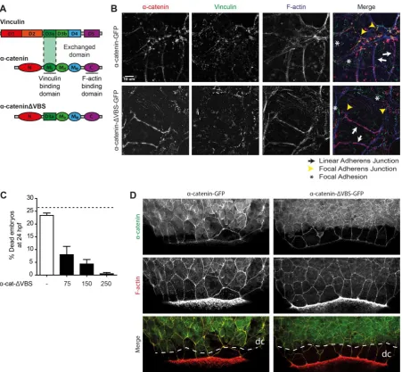 Fig. 2. Zygotic ctnna1 mutants show defects in epithelial barrier functioning. (A-B) DIC images from 