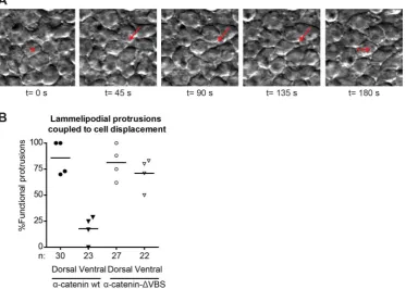 Fig. 3. The vinculin-binding domain in αE-catenin is not needed for barrier function. (A) Schematic 