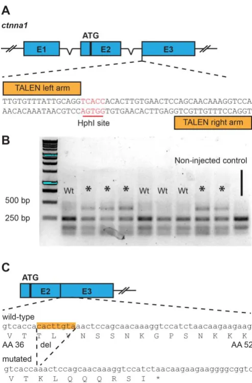 Fig. 4. The vinculin-binding domain is essential for proper body axis elongation. (A) DIC images from 