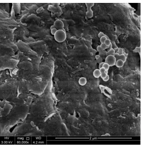 Figure 3. NSEM micrograph of the pure PVA. 