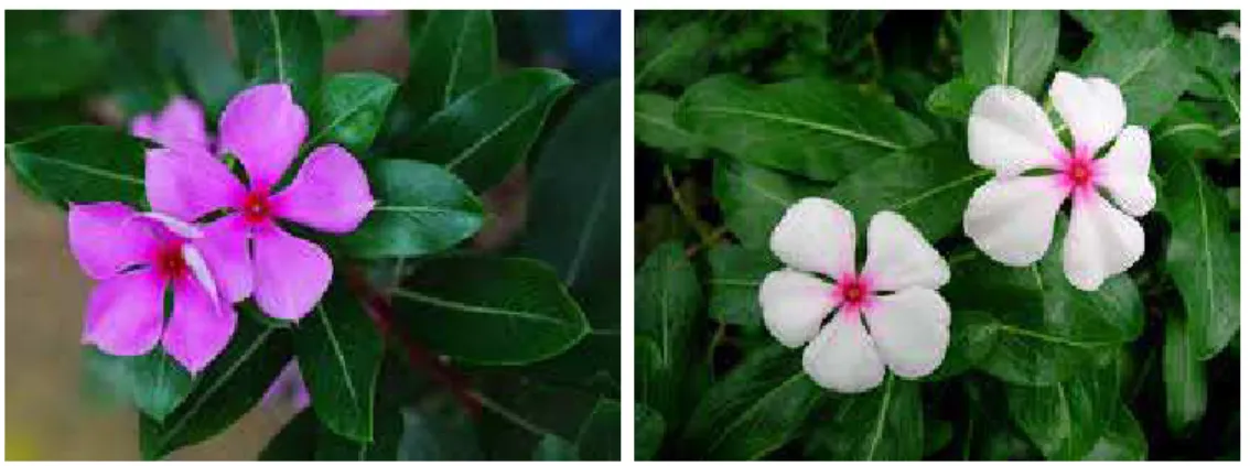 Fig.  1: Catharanthus rose plants 