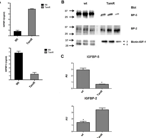 Figure 2: (A) Elisa determination of IGFBP-2 and -5 concentrations in conditioned medium (CM) from wt and TamR MCF-7 cell lines