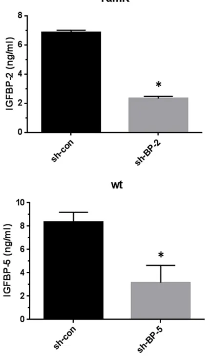 Figure 3: The knockdown of IGFBP-2 expression in TamR cells and IGFBP-5 expression in wt MCF-7 cells