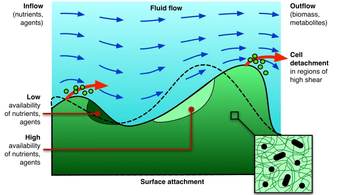 Fig. 1 Schematic representation of some issues relevant to bioﬁlm mechanics. Fluid ﬂow gen-erates shear stresses that deforms the bioﬁlm (solid) from its nominal unstressed proﬁle (dashedline)
