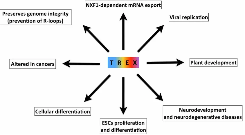 Figure 5. An overview of the biological processes involving TREX.ESC: embryonic stem cell.