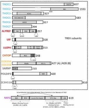 Figure 2. Schematics of the domain structures for mRNA export factors.The major characterized domains within TREX subunits and NXF1 are shown