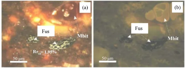 Figure 7. Vitrinite particle (vitr) in bituminite (bit) and mineral matter matrix un-der (a) white reflected light, (b) fluorescence mode