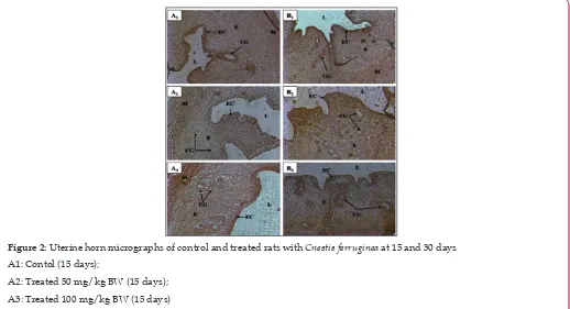 Figure 2: Uterine horn micrographs of control and treated rats with Cnestis ferruginea at 15 and 30 days