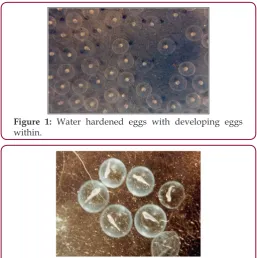 Figure 1: Water hardened eggs with developing eggs within.