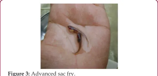 Figure 3: Advanced sac fry.  