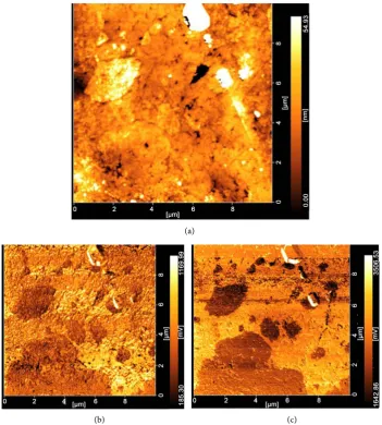 Figure 7. Surface properties of cement paste evaluated by SPM (1 month after acetone immer- sion)