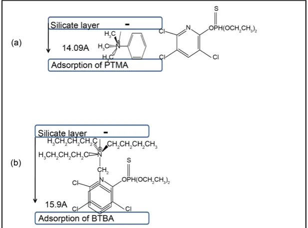 Figure 4. Schematic view of interaction of chlorpyrifos on clay saturated with (a) a smaller organic cation (e.g