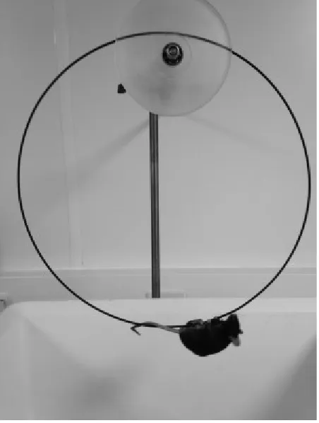 Fig. 1: The rolling wire hang apparatus.