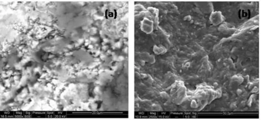 Figure 8. SEM image of a) algal growth on marble, b) algae and c) EDS spectrum of algae 
