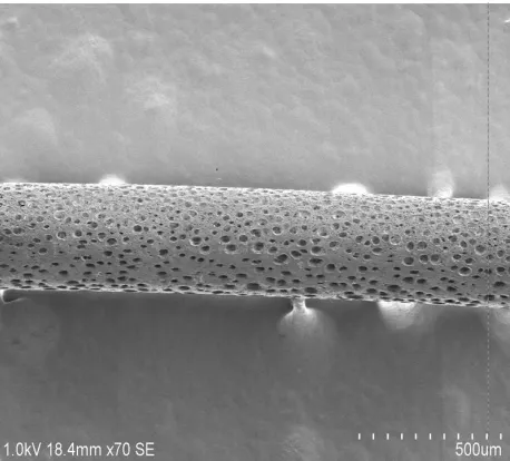 Figure 1. Longitudinal image of a fiber. 