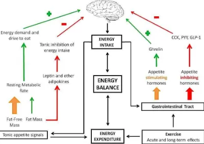 Figure 4: Formulation of the major influences on appetite control using an energy balance framework