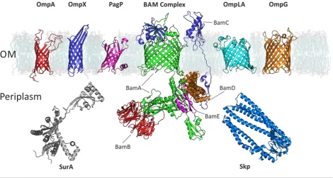 Figure 1Examples of OMPs and chaperones mentioned in this review