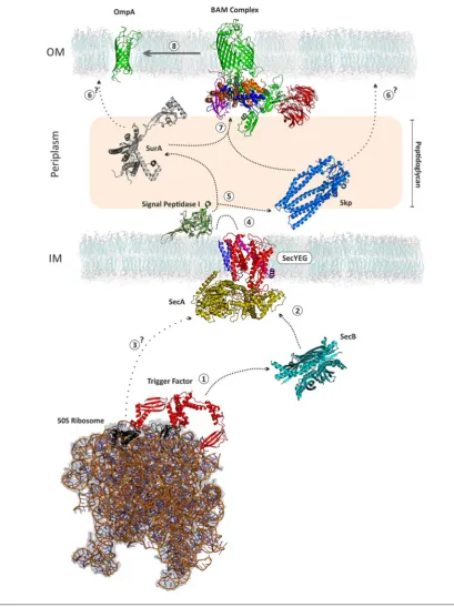 Figure 2Biogenesis of OMPs