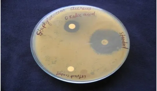 Fig 2. Antimicrobial activity of Compound C&D 